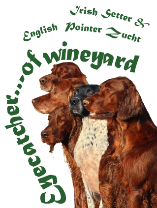 Irish Setter Zucht - Eyecatcher ... of wineyard